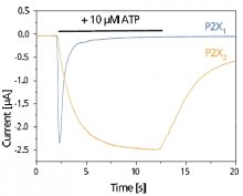 P2X Receptors