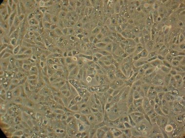 HL-1 Cardiac Cell Line by Dr. W. Claycomb