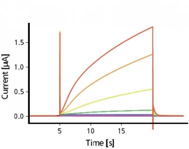 IKs Currents (KCNE1)