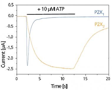 P2X Receptors