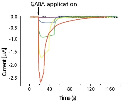 GABAA Receptors